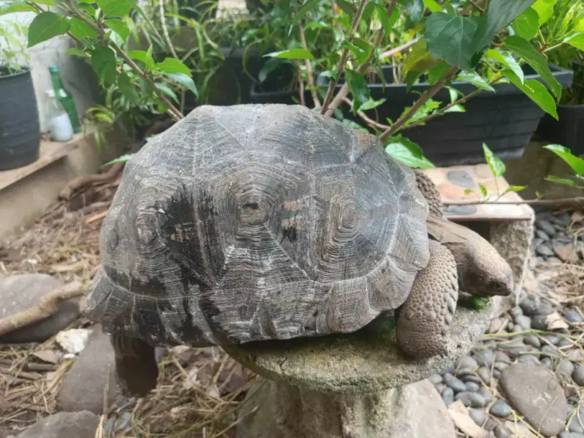 Aldabra special 35 cm
