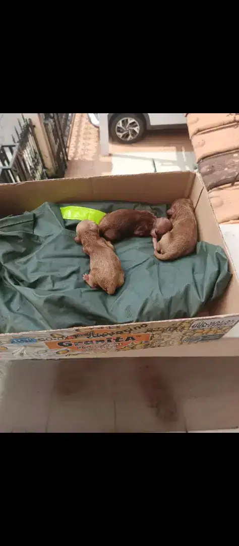 Open adopsi 3 Anak poodle