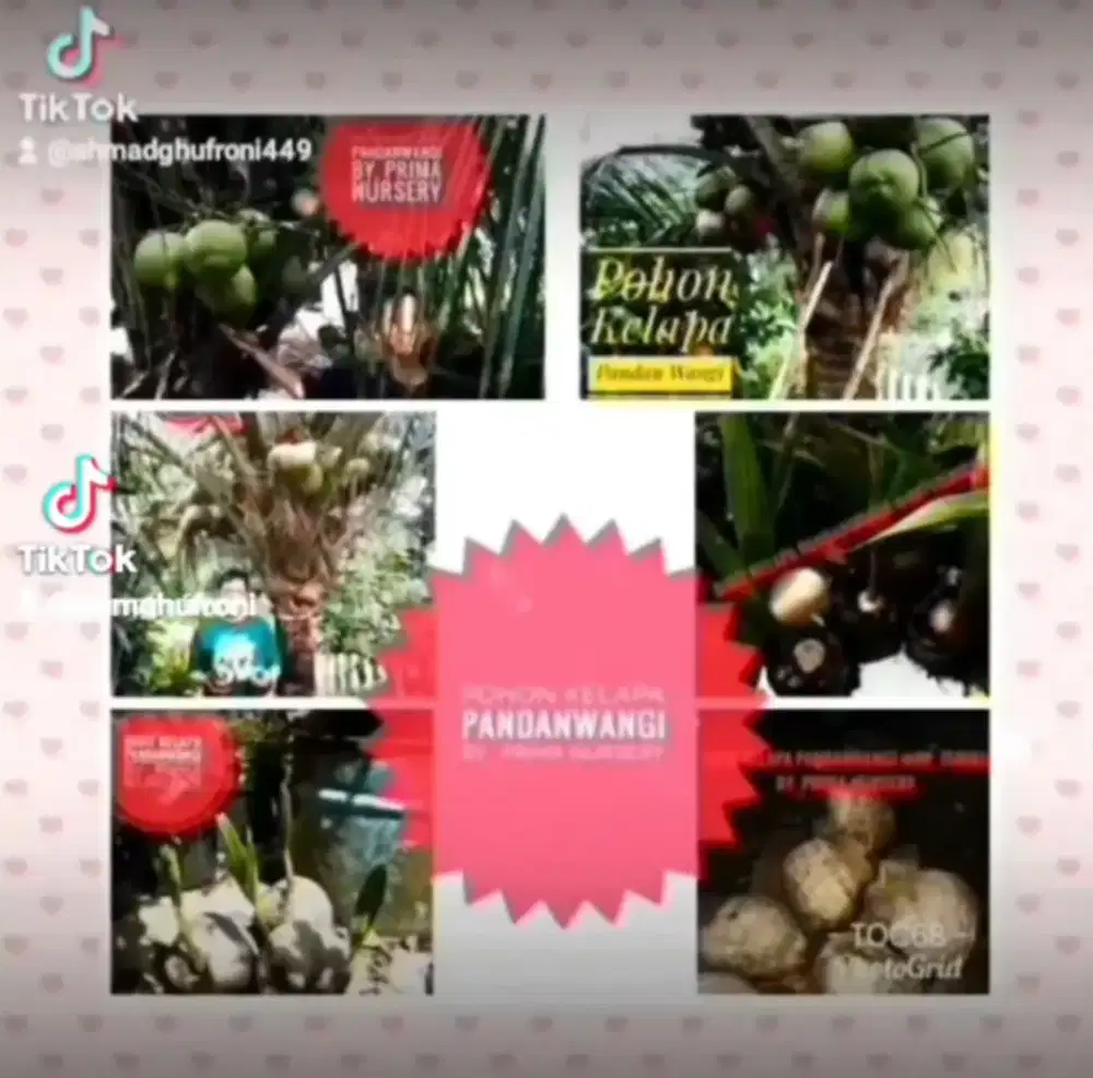 Bibit Unggul Kelapa Pandanwangi Thailand ~ by. Prima Nursery