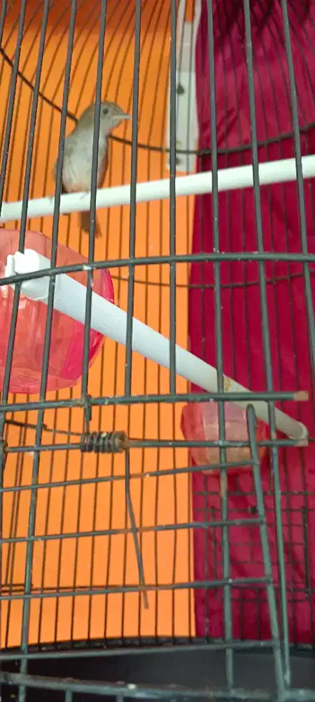 Flamboyan sumatera suara nyaring