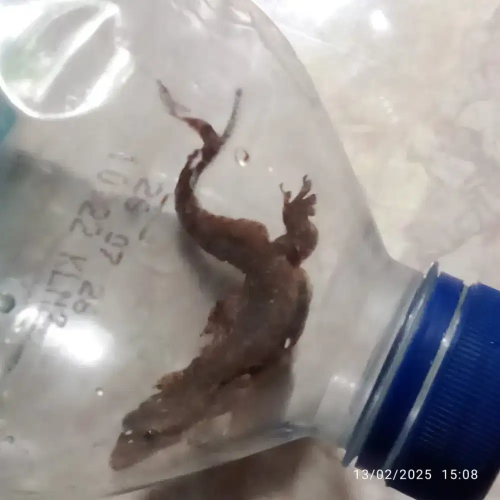 Cicak ekor bercabang