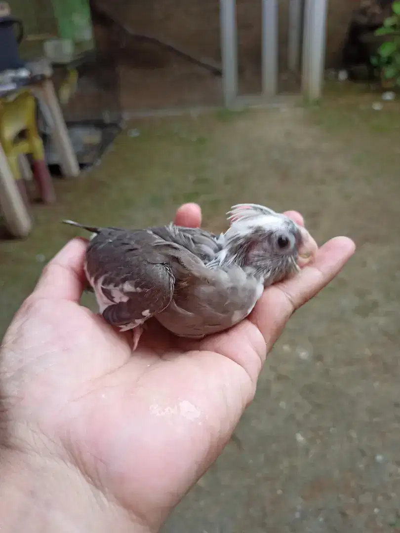 Anakan Burung Falk