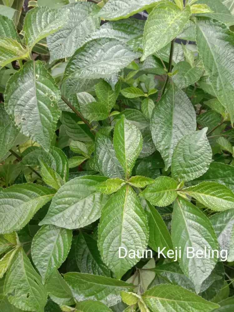 Petikan Segar Daun Keji Beling
