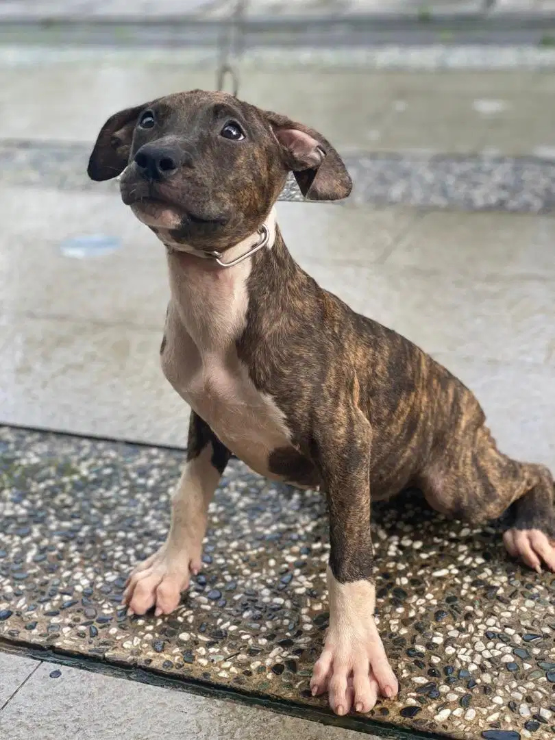 Anakan Pitbull 8 bulan