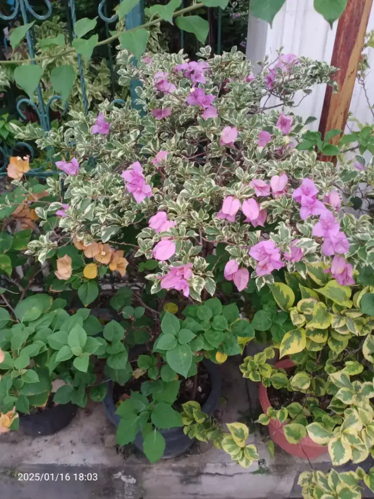 Bunga Bugenvil Bougenville Varigata Unggu tinggi 1.2m subur & Rimbun