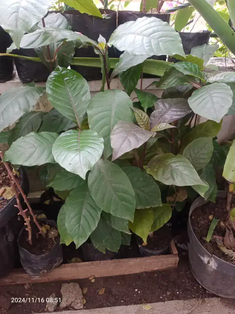 Tanaman obat tradisiona Andulum daun ungu Ambeyen wasir dll
