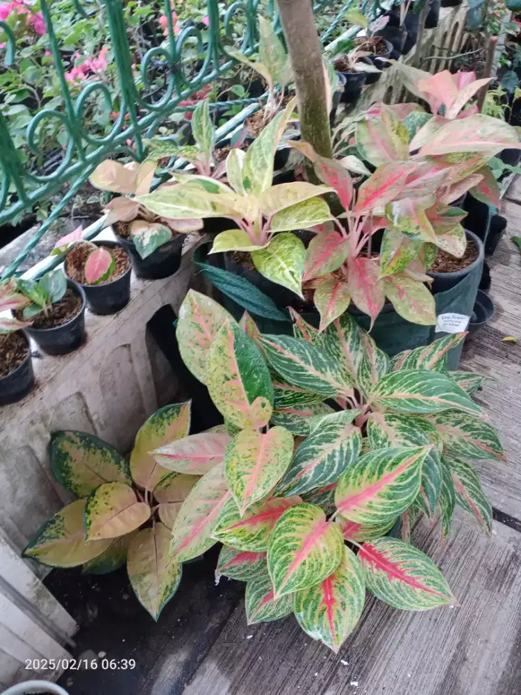 Bunga Aglonema sultan Brunei, lipstik, andini, dll sesui poto