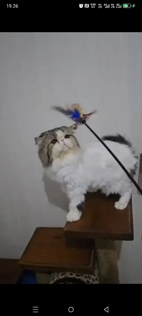 Pacak. Kucing peaknose