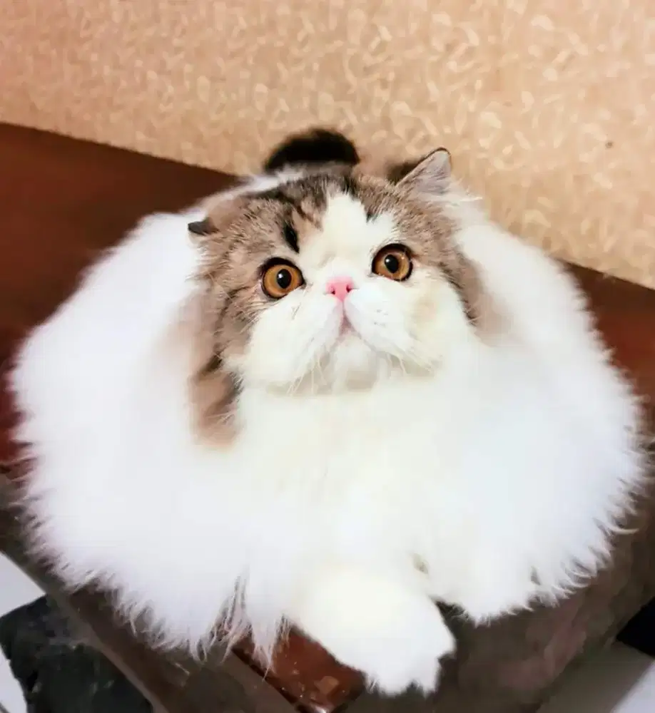 Pacak. Kucing peaknose