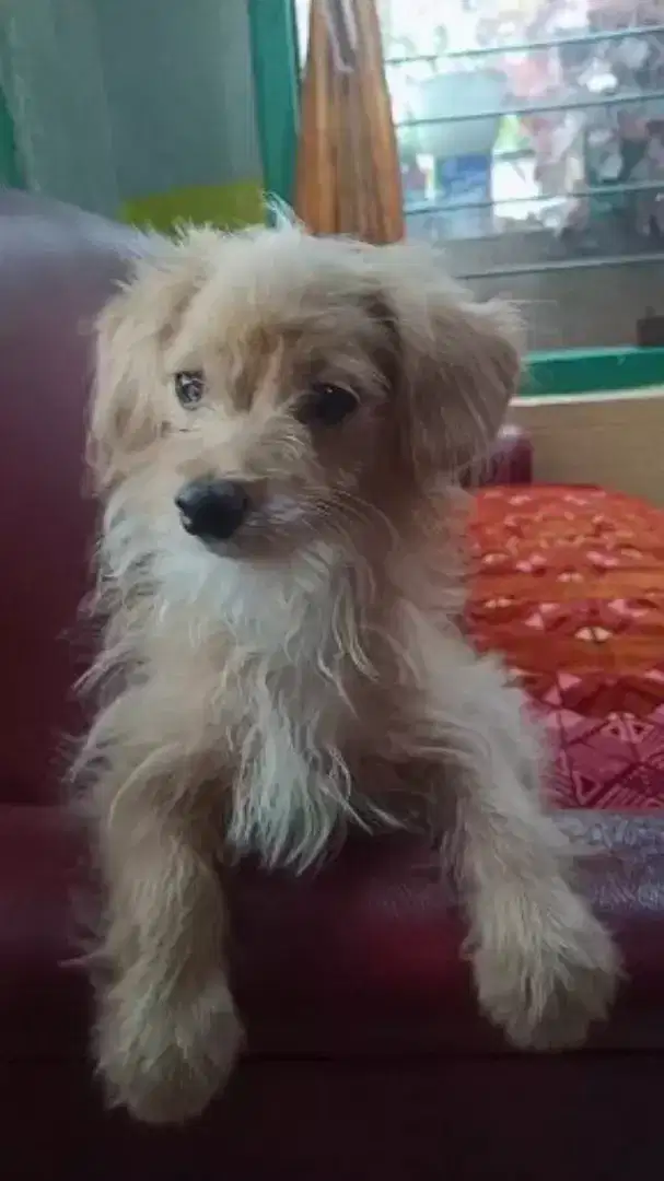 anak anjing mix poodle+cihuahua usia 4 bulan jantan