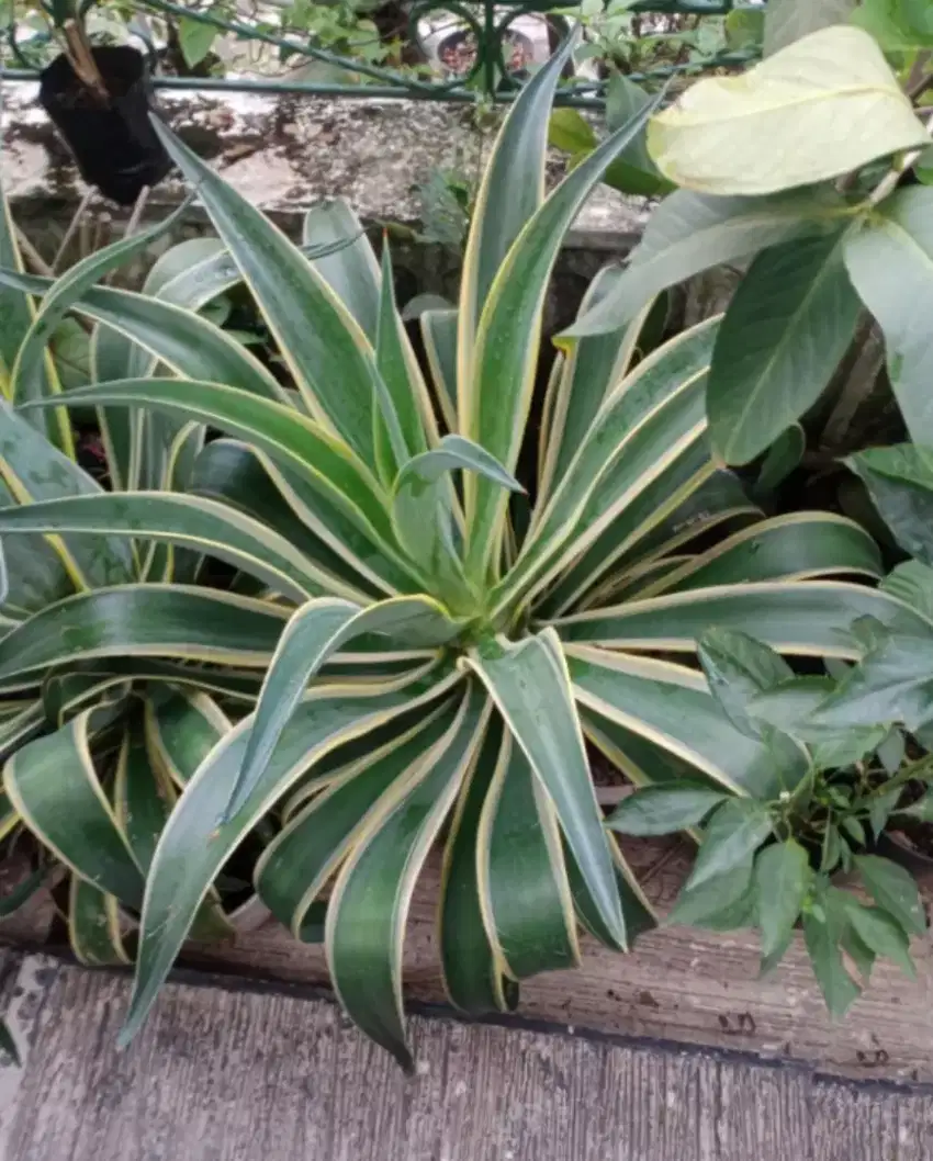 Tanaman Hias, Bunga Agave Siklok Subur Rimbun