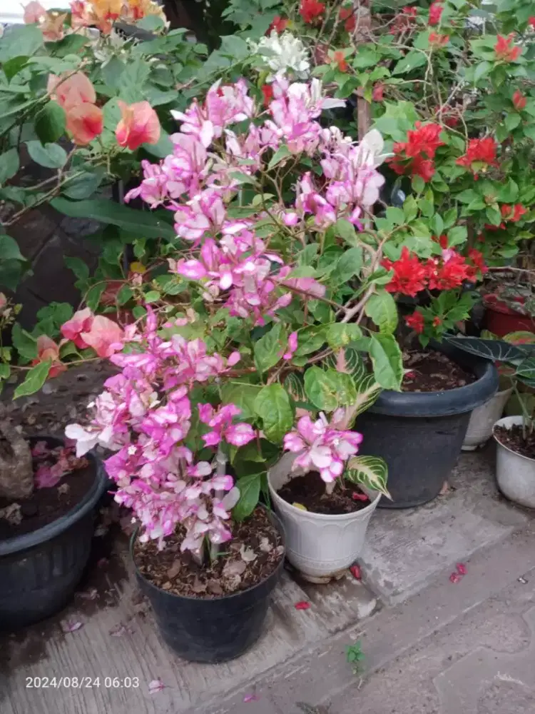 Bunga Bugenvil Bougenville Varigata Maharani bidadari SGP dll iD impor