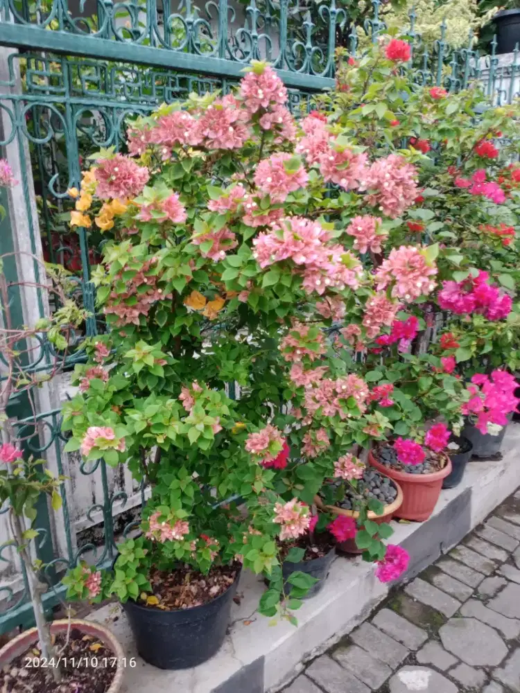 Bunga Bugenvil Bougenville Varigata SGP, Tinggi 1,5m, Subur Rimbun