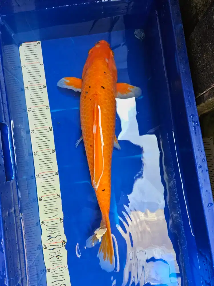 Ikan KOI Blitar murah