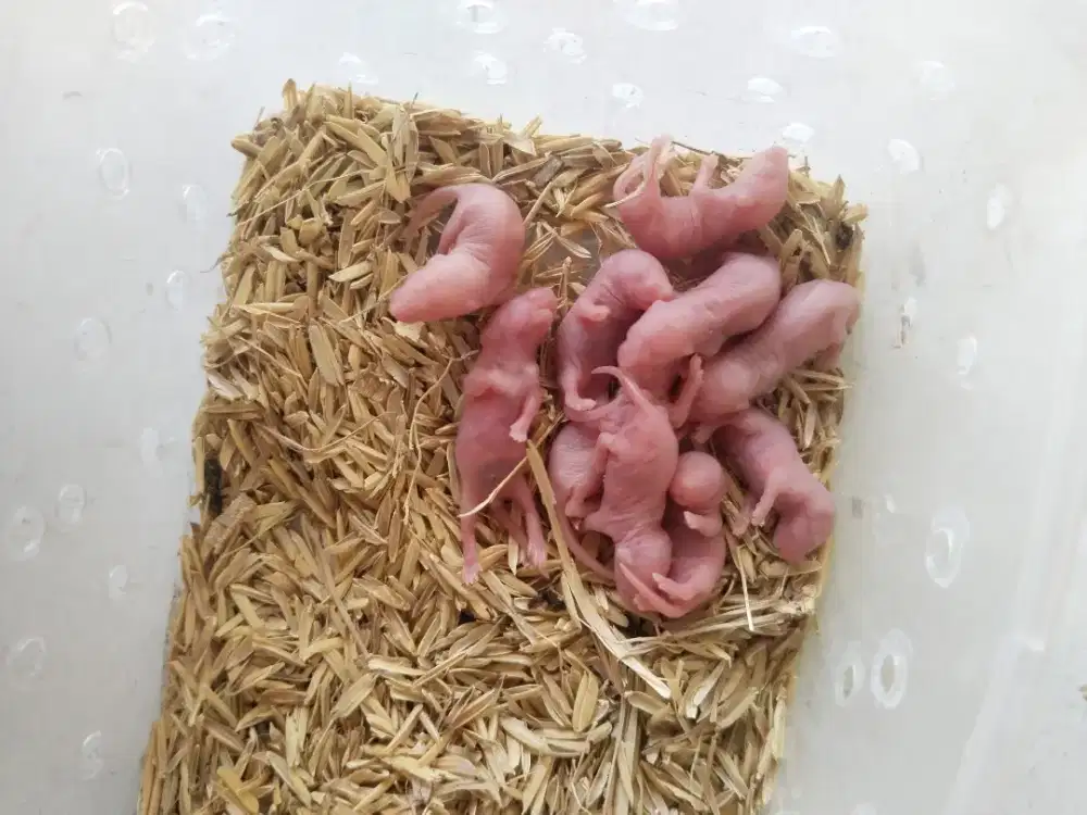 Pinkies Tikus Putih Mencit Pakan Baby Reptile & hewan Predator lainNya