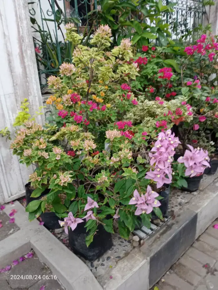 Bunga Bugenvil Bougenville 6 iD dlm 1 pohon, tinggi 1 m, subur Rimbun