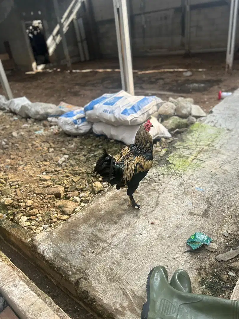 Ayam Brahma umur 3 bulan