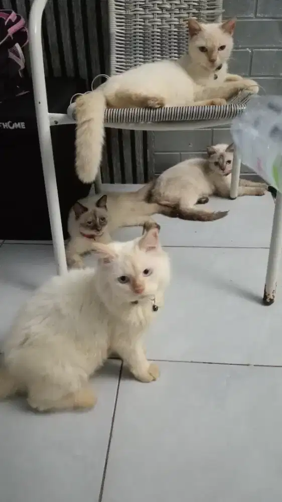 kucing lucu blasteran anggohima