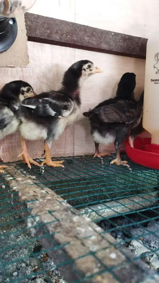 Ayam kampung speedbroding