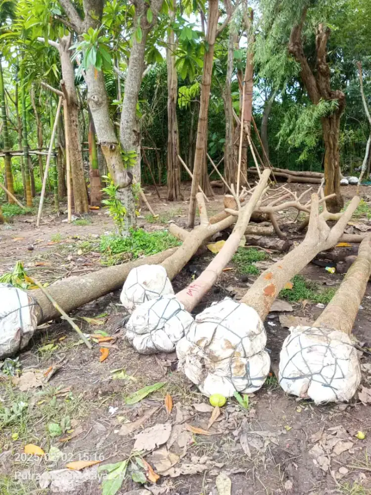 Pohon trembesi diameter 15cm-25cm