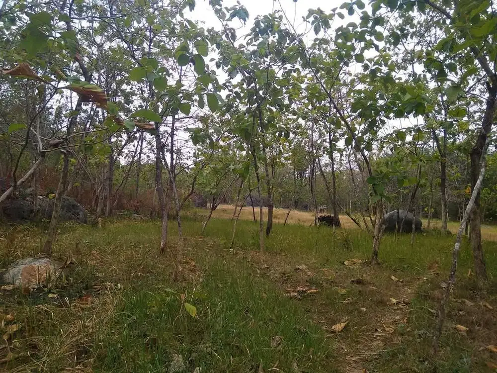 Tanah kab Tuban. LUAS DAN MURAH