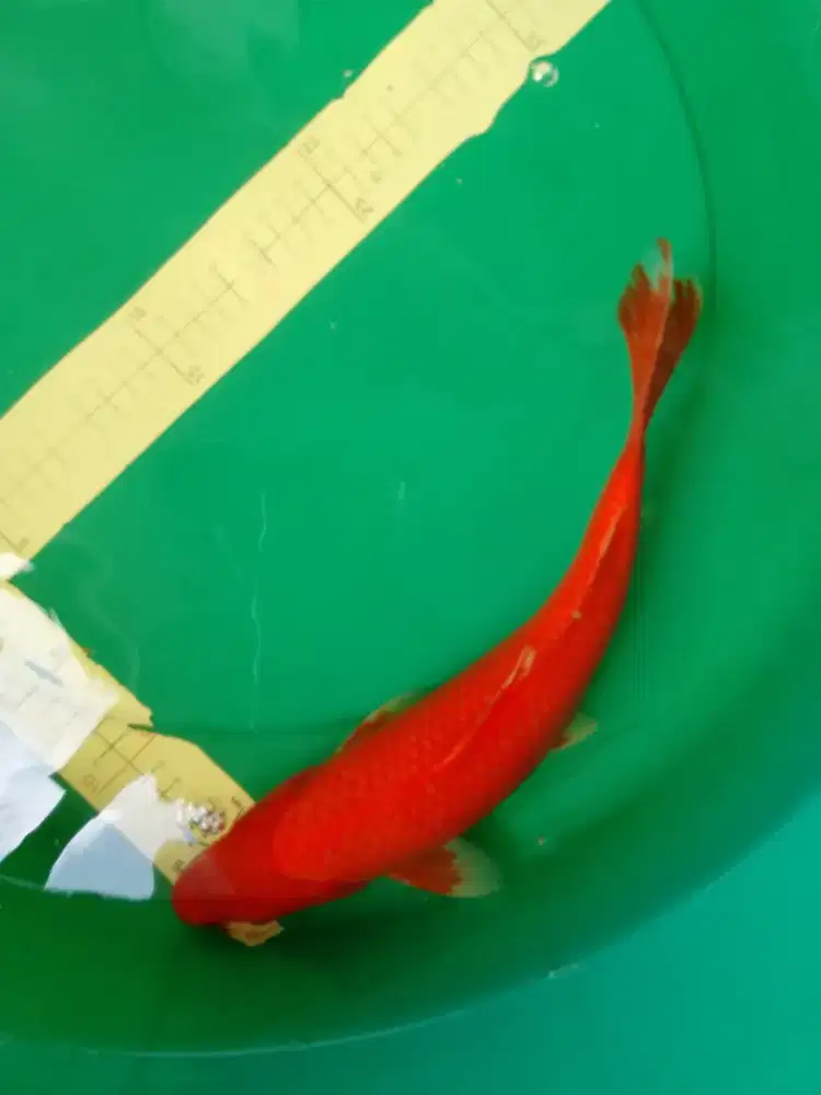 Ikan koi jenis Benigoi Hajiro 36cm