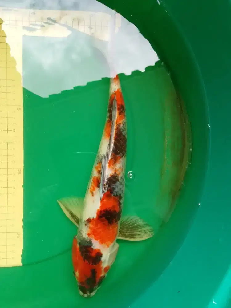 Ikan koi jenis Kage Showa 43cm male