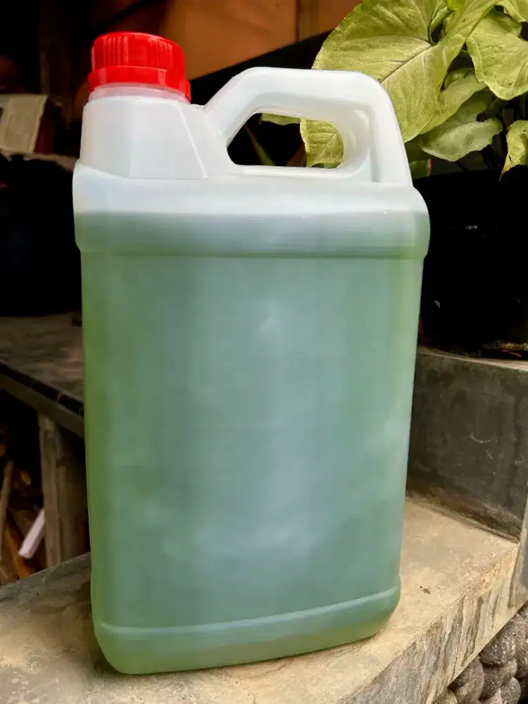 Minyak Kayu Putih Ambon