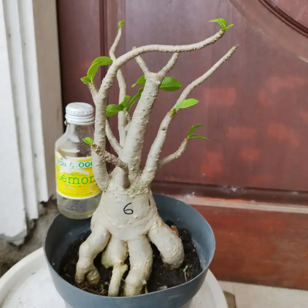 ADENIUM Thaisocotranum