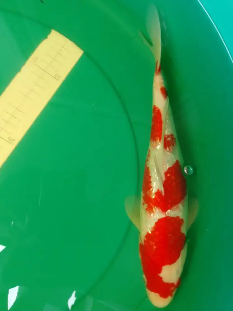 Ikan koi jenis Kohaku Ginrin 35cm Red