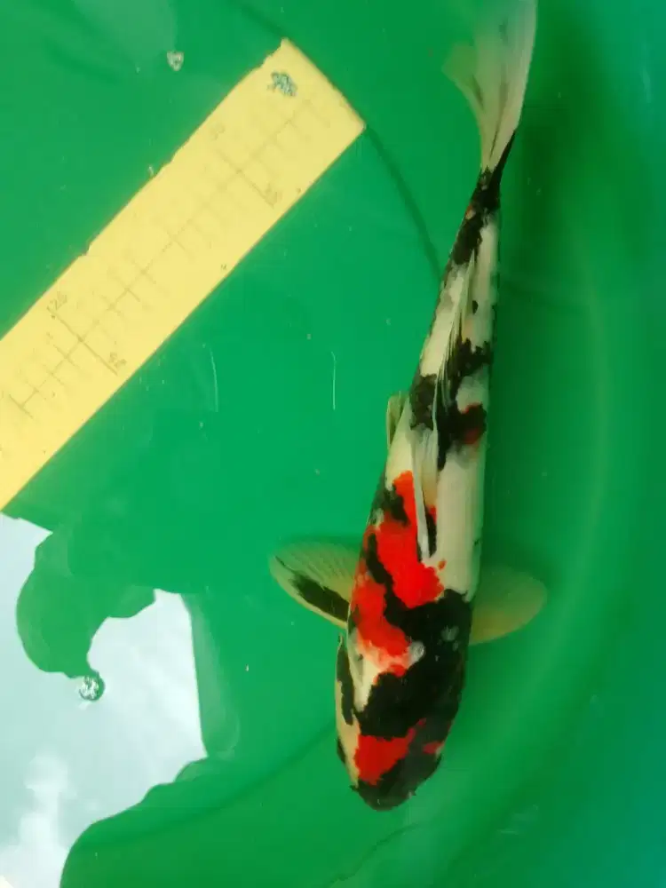 Ikan koi jenis Showa 33cm HQ