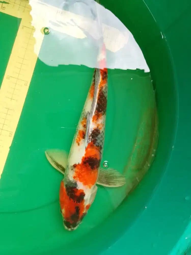 Ikan koi jenis Showa Kage 43cm