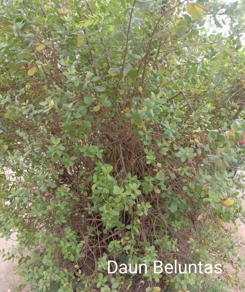 Petikan Segar Daun Herbal Beluntas