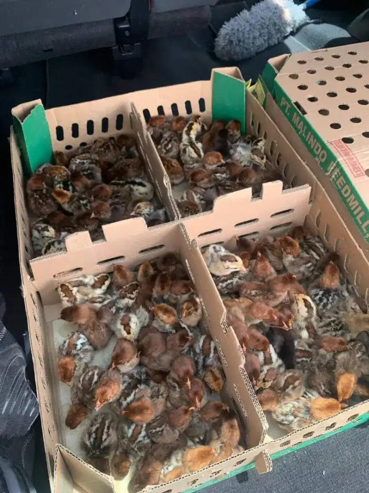 DOC Ayam Arab BETINA