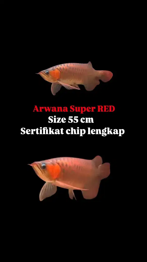 arwana super red babon