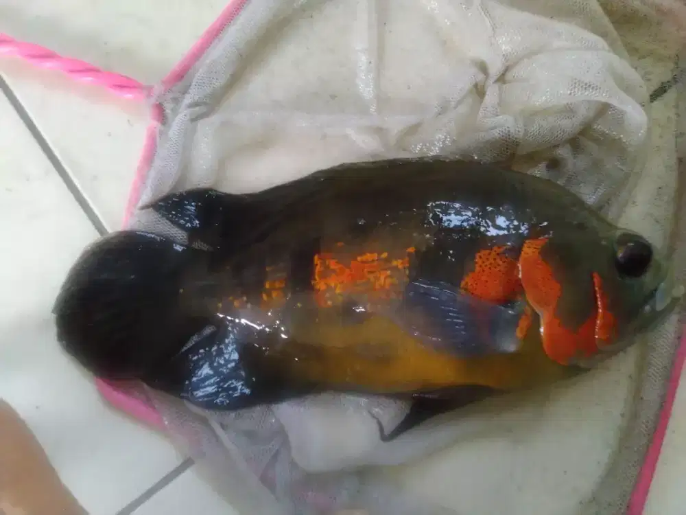 Oscar Klasik 23 cm mirip Bumblebee