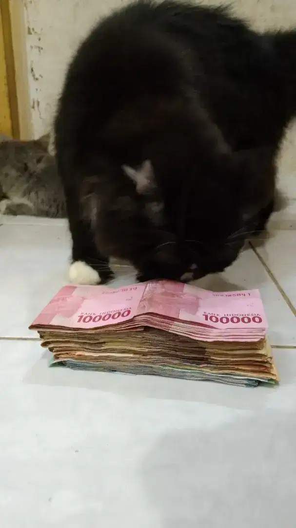 Kitten Persia Black SOLID betina