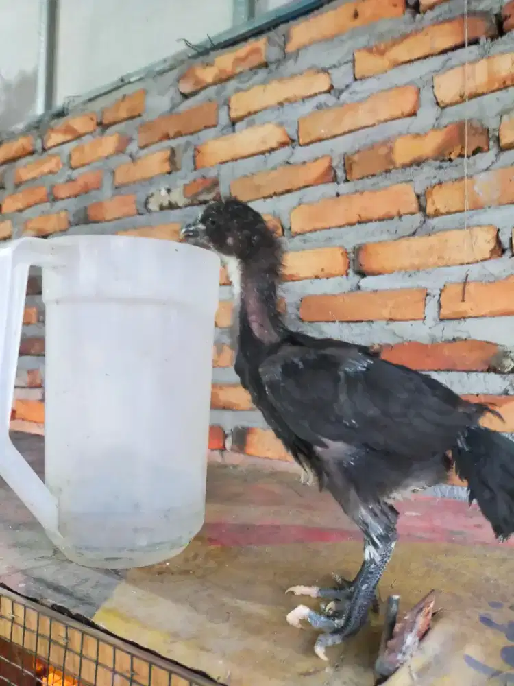 Ayam pelung cianjur asli