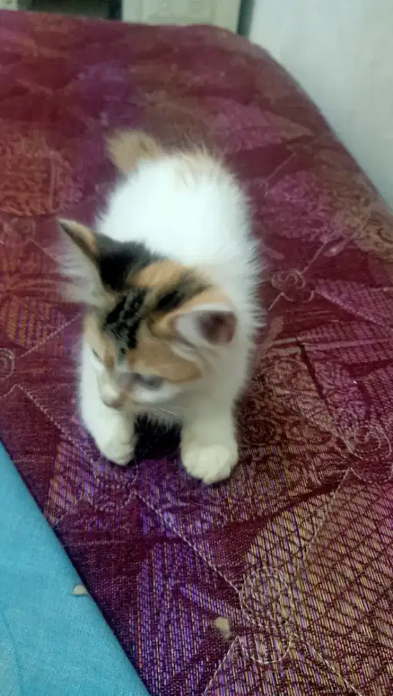 Kucing persia betina umur 6 bulan