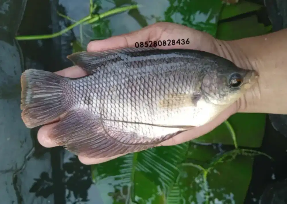 Ikan gurame soang