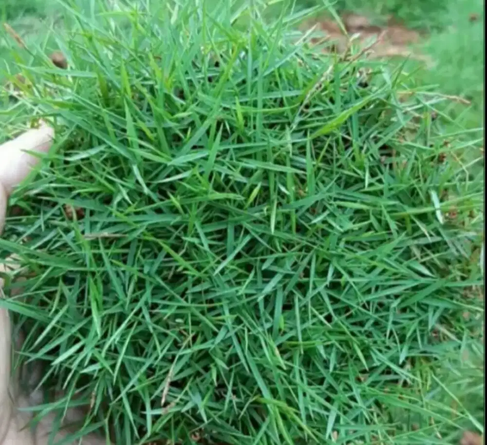 Rumput jepang atau rumput peking