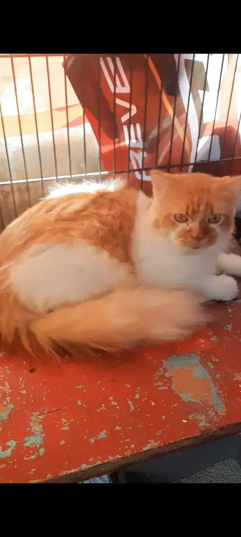 Kucing persia medium jantan