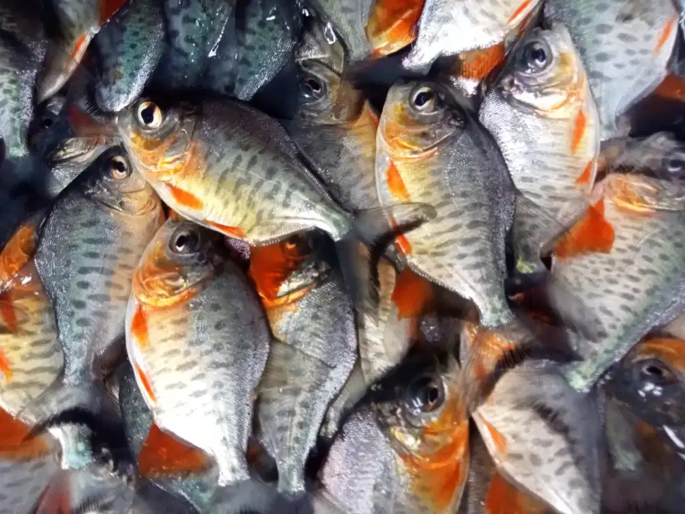 JUAL BIBIT IKAN BAWAL KUALITAS UNGGUL