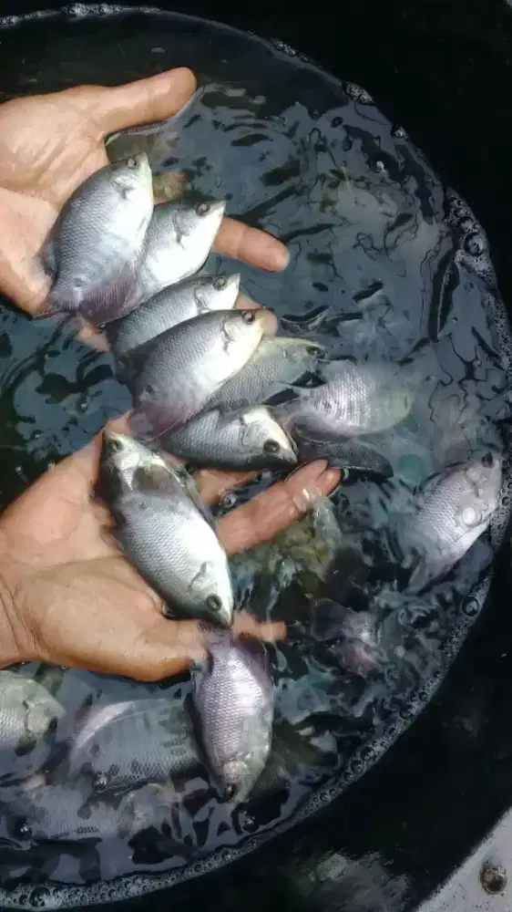 JUAL BIBIT IKAN GURAME KUALITAS UNGGUL