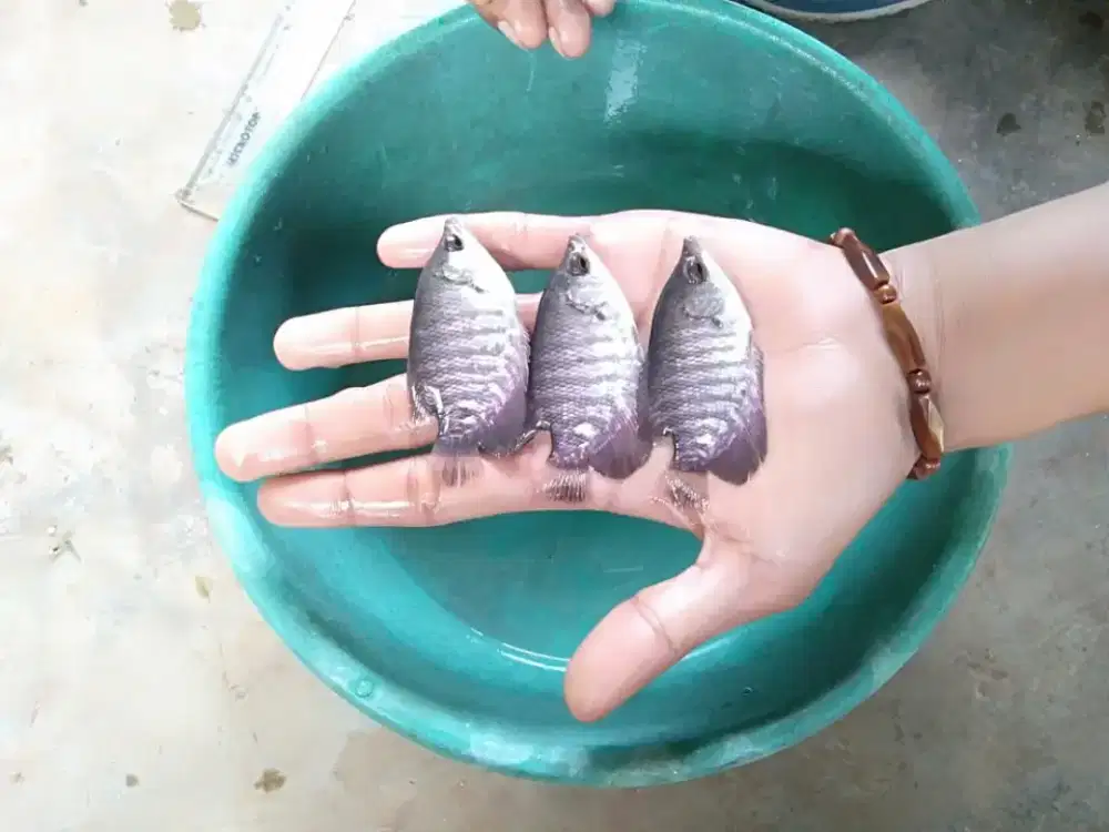 JUAL BIBIT IKAN GURAME SOANG