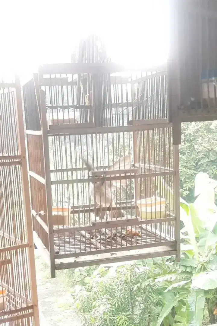 Burung Tilang Gacor