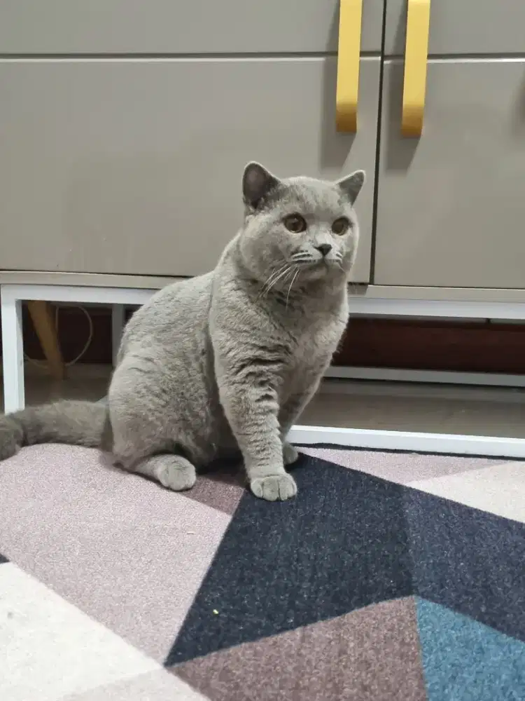 Jasa pacak kucing british shorthair