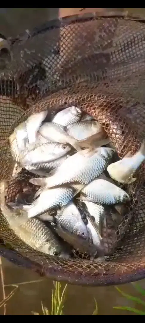 Jual bibit ikan tawes ikan redy yg minat WA