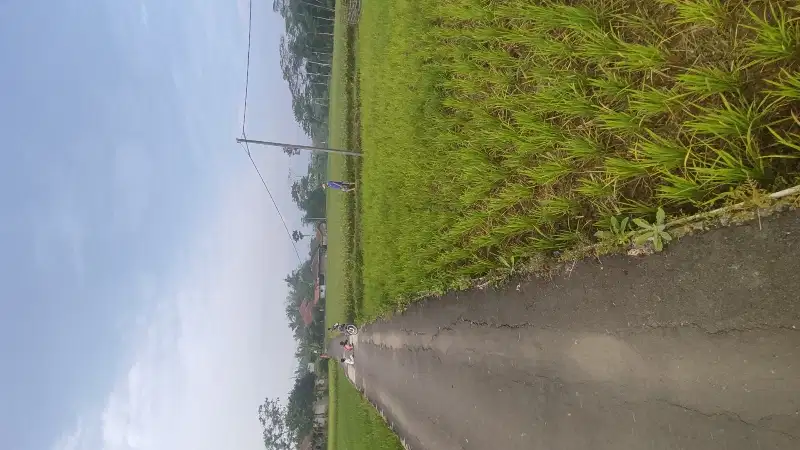 jual cepat Tanag pinggir jalan