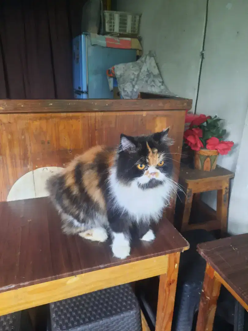 Kucing Persia Calico